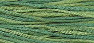 Blue Spruce