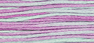 Blue Aster